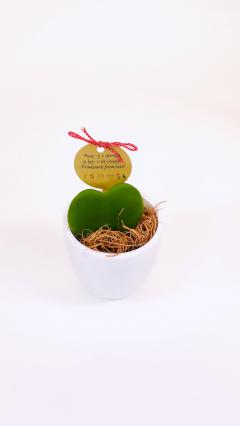 Planta Hoya Kerii in forma de inima, in ghiveci de ceramica