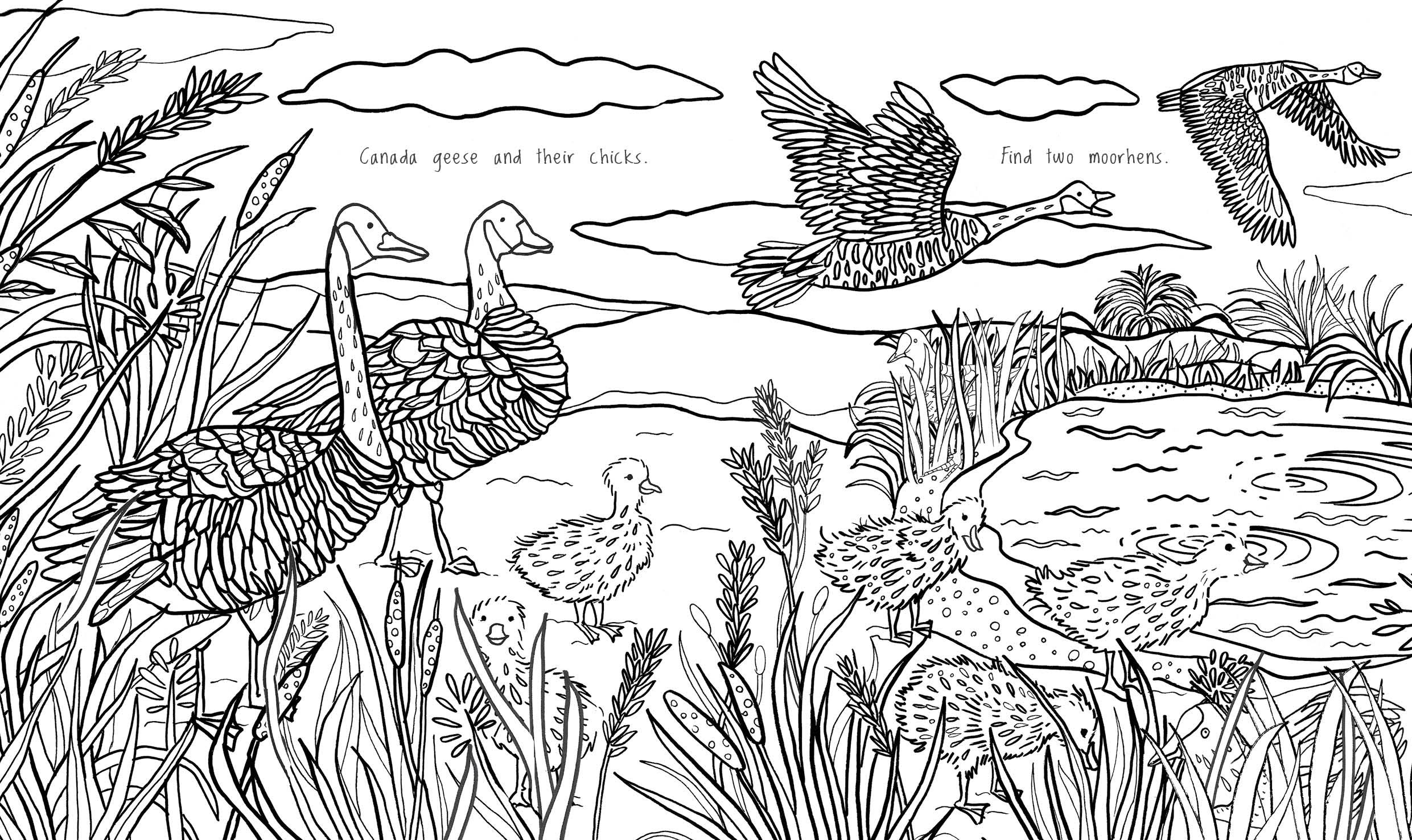 Kew a Year in the Garden Colouring Book (Chameleons) Howard Hughes