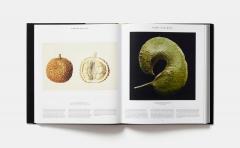 Plant: Exploring the Botanical World