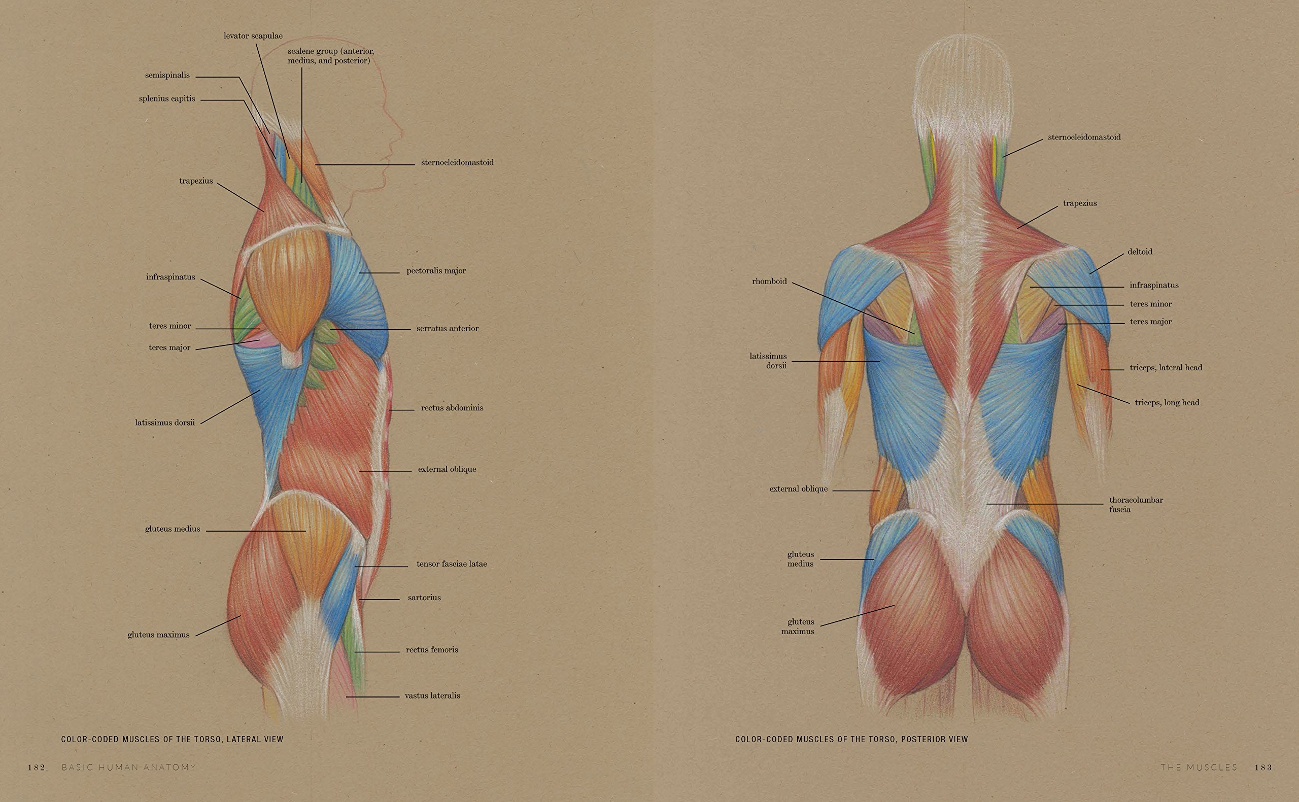 Строение человека внутренние со спины. Анатомия человека. Органы человека со спины. Строение органов человека со спины.