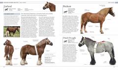 The Horse Encyclopedia