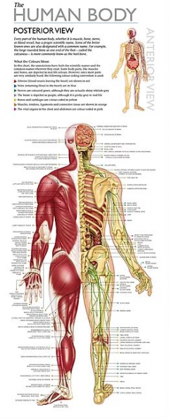 Wonders of Learning Box Set – Discover the Human Body