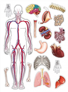 Wonders of Learning Box Set – Discover the Human Body