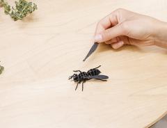 Puzzle 3D - Insects Kikkerland