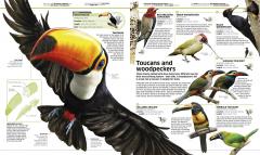 Knowledge Encyclopedia Animal