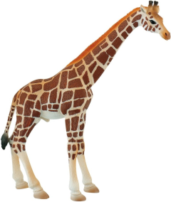 Figurina - Girafa mascul
