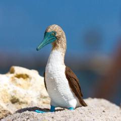 Figurina - Blue Footed Booby