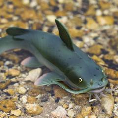 Figurina - Catfish Incredible Creatures