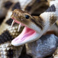 Figurina - Eastern Diamondback Rattlesnake