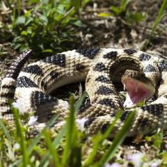 Figurina - Eastern Diamondback Rattlesnake