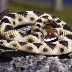 Figurina - Eastern Diamondback Rattlesnake