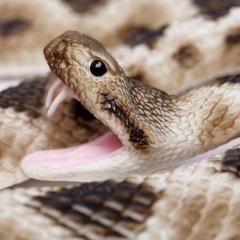 Figurina - Eastern Diamondback Rattlesnake