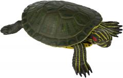 Figurina - Red-Eared Slider Turtle