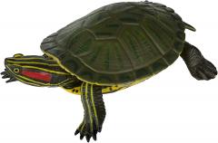 Figurina - Red-Eared Slider Turtle