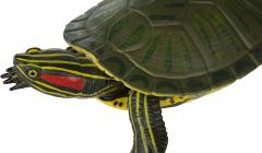 Figurina - Red-Eared Slider Turtle