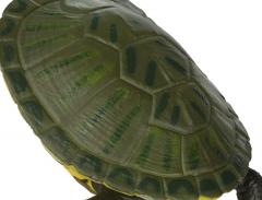 Figurina - Red-Eared Slider Turtle