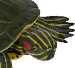 Figurina - Red-Eared Slider Turtle