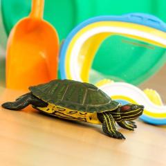 Figurina - Red-Eared Slider Turtle