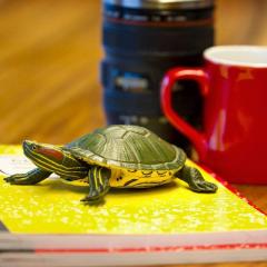 Figurina - Red-Eared Slider Turtle