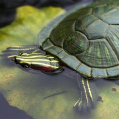 Figurina - Red-Eared Slider Turtle