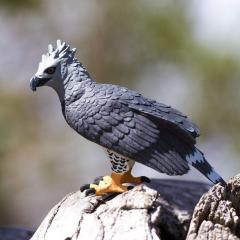 Figurina - Wildlife Animal - Harpy Eagle