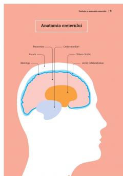 Mic ghid de sanatate: Creierul