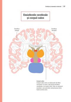 Mic ghid de sanatate: Creierul