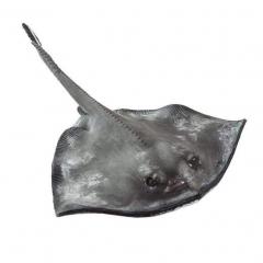 Figurina - Incredible Creatures - Sting Ray