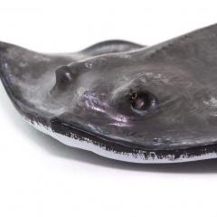 Figurina - Incredible Creatures - Sting Ray