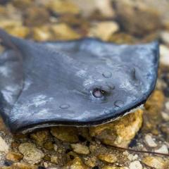 Figurina - Incredible Creatures - Sting Ray