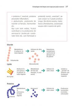 Mic ghid de sanatate: Ficatul