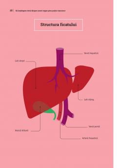 Mic ghid de sanatate: Ficatul