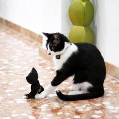 Undita Batman pentru pisici