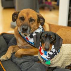 Masca si Bandana - Best Friends - L