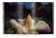 Jungle Spirits - Bilingual Edition