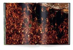 Jungle Spirits - Bilingual Edition