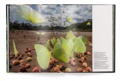 Jungle Spirits - Bilingual Edition