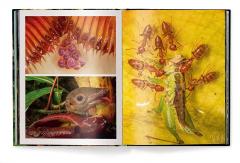 Jungle Spirits - Bilingual Edition