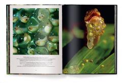 Jungle Spirits - Bilingual Edition