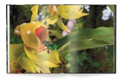 Jungle Spirits - Bilingual Edition