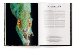 Jungle Spirits - Bilingual Edition