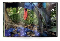 Jungle Spirits - Bilingual Edition