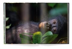 Jungle Spirits - Bilingual Edition