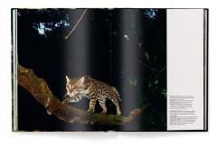 Jungle Spirits - Bilingual Edition