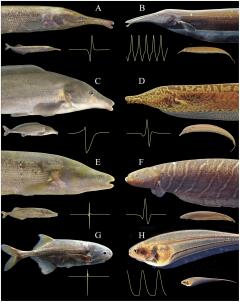 The Zoologist's Guide to the Galaxy