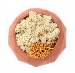 Ghiveci de Ciment cu Licheni