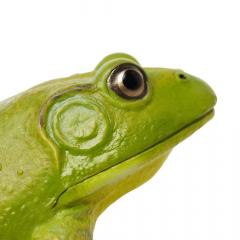 Figurina - American Bullfrog