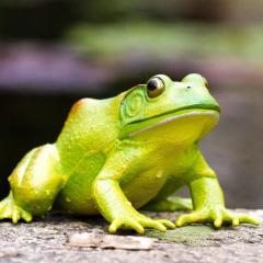 Figurina - American Bullfrog