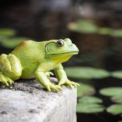 Figurina - American Bullfrog