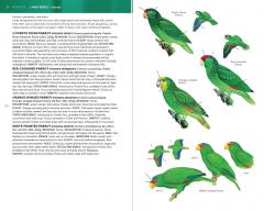 Birds of Puerto Rico and the Virgin Islands